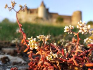 Dimanche 7 décembre 2025<br><b>Entrée gratuite</b> @ Château de Châteauneuf