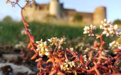 Dimanche 7 décembre 2025Entrée gratuite