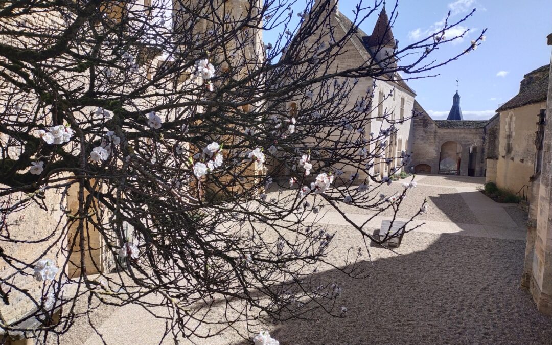 l'abricotier en fleurs et la cour du château