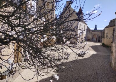 l'abricotier en fleurs et la cour du château